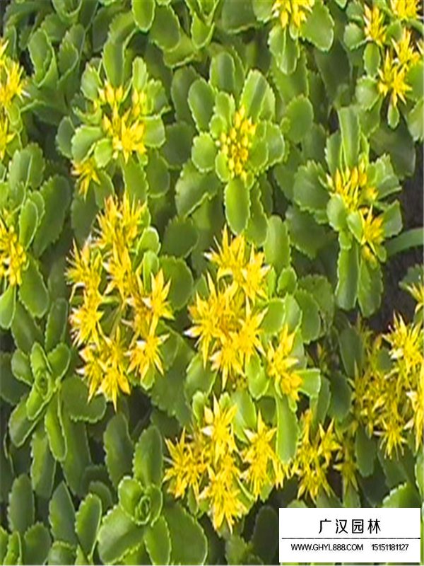 三七景天的食用價(jià)值(圖1)