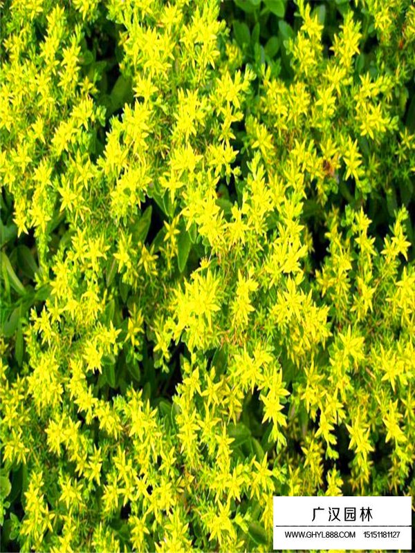 三七景天的食用價(jià)值(圖2)