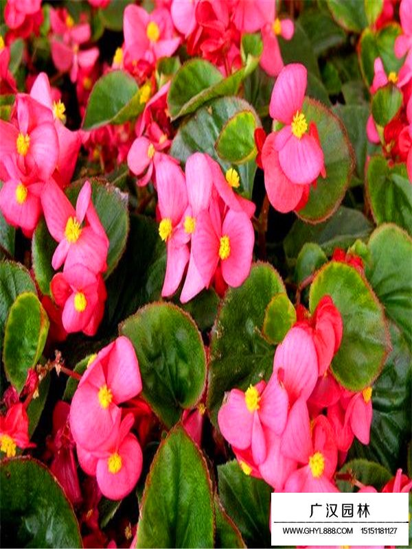 四季海棠繁殖方法(圖1)