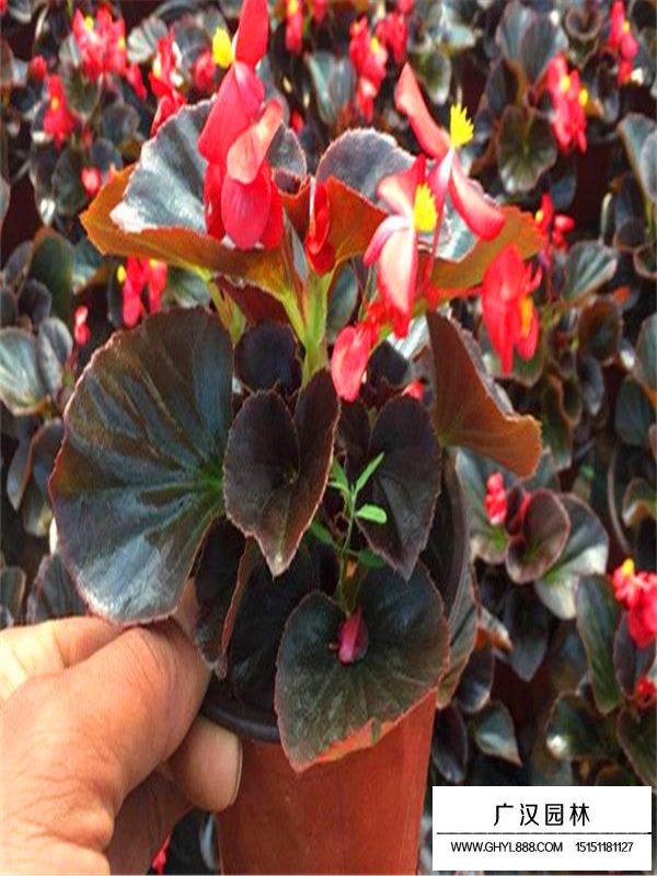 四季海棠繁殖方法(圖5)