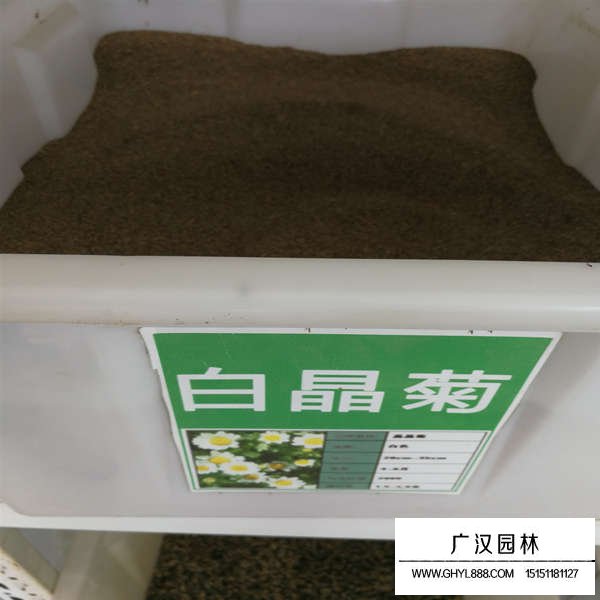 白晶菊種子(圖1)