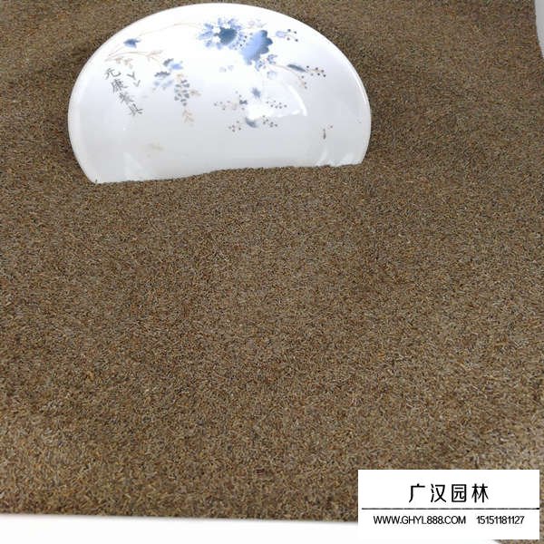 白晶菊種子(圖3)