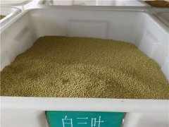 白三葉種子