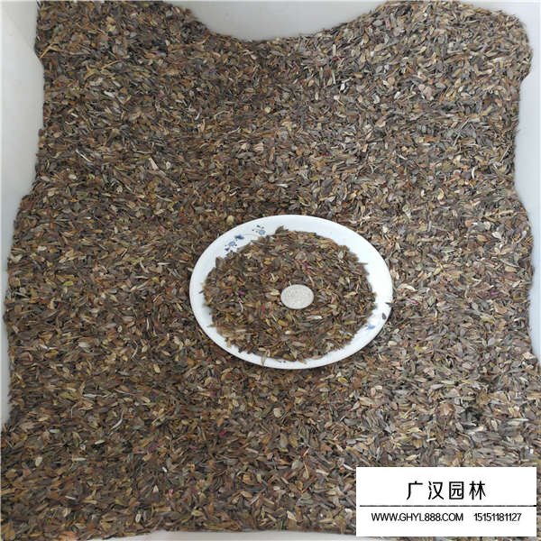 百日草種子(圖3)