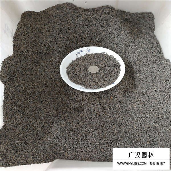 一斤波斯菊種子多少錢(qián)(圖2)