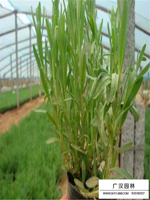 薰衣草的形態(tài)特征(圖2)