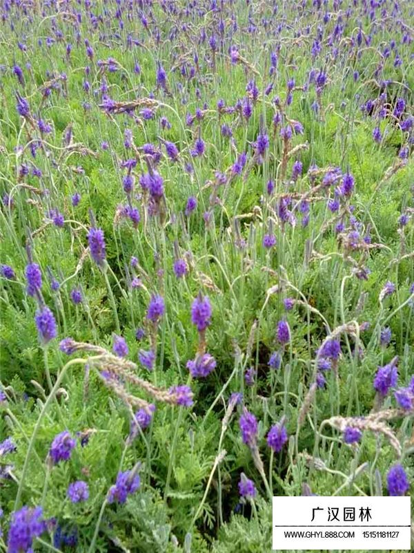 中國薰衣草莊園(圖2)