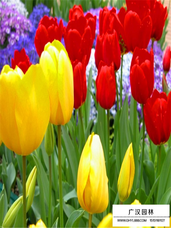 郁金香生長環(huán)境(圖1)