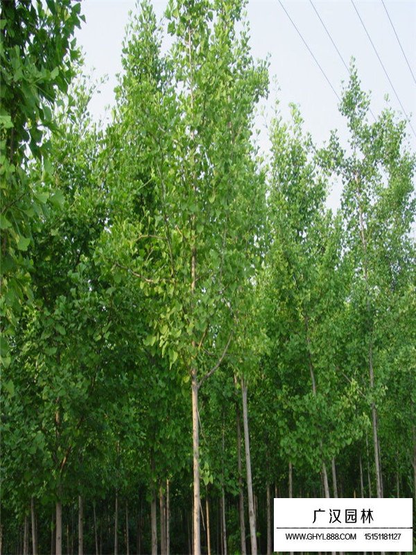 銀杏樹(shù)價(jià)格(圖3)