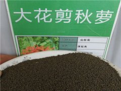 大花剪秋蘿種子