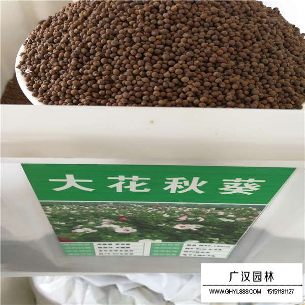 大花秋葵種子什么價格(圖1)