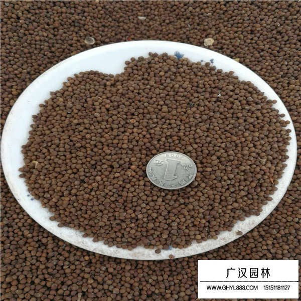 大花秋葵種子什么價格(圖2)