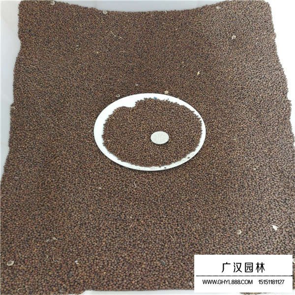 大花秋葵種子什么價格(圖3)