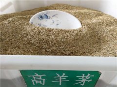 高羊茅種子