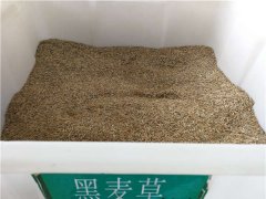 黑麥草種子