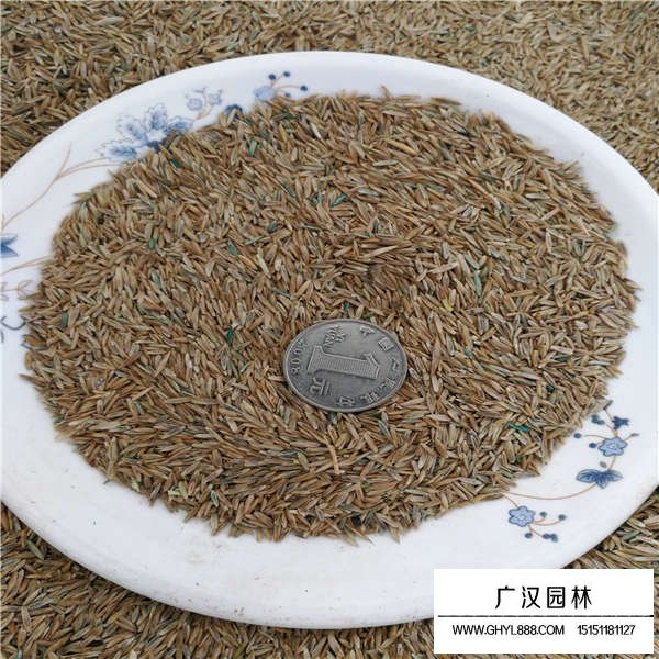 黑麥草種子(圖2)