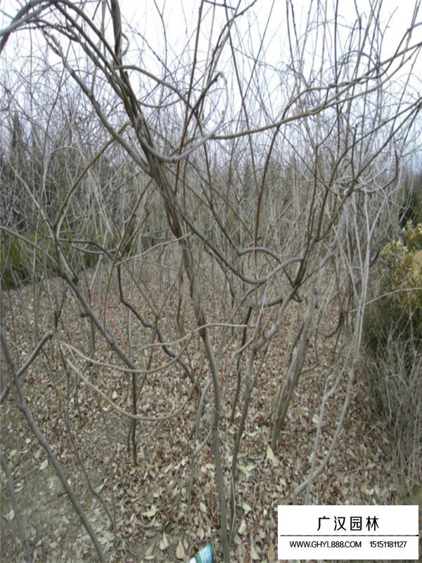 紫藤產(chǎn)地在哪里？(圖2)