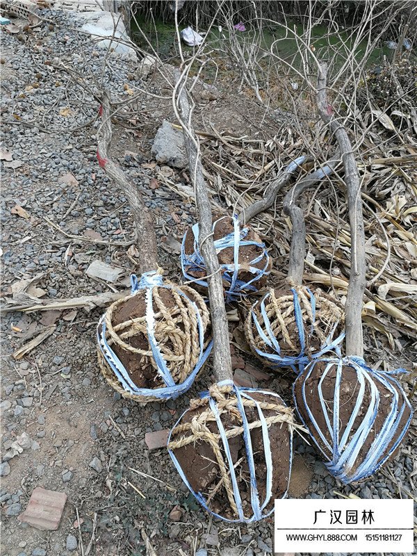 紫藤樹價(jià)格貴嗎？(圖1)