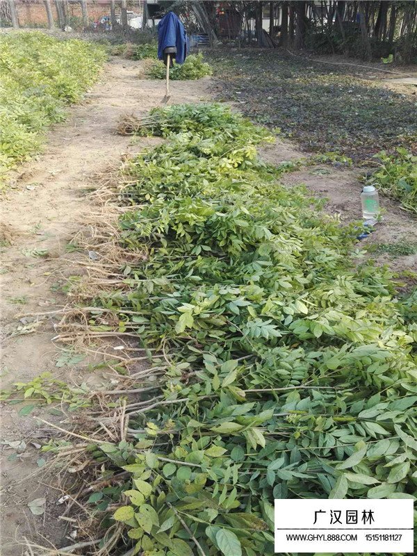 紫藤小苗是怎么種植的？(圖1)