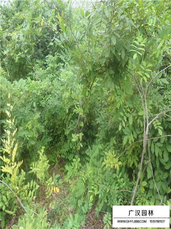 紫藤小苗是怎么種植的？(圖3)