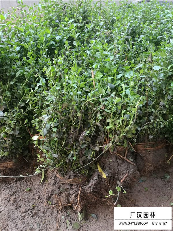 小葉扶芳藤床苗(圖1)