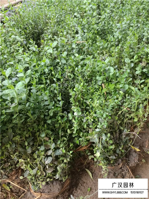 小葉扶芳藤床苗(圖2)