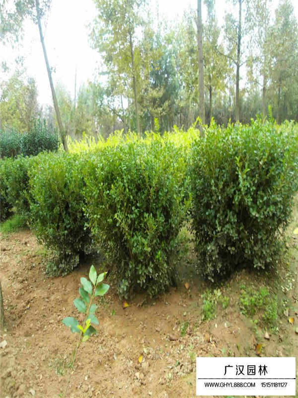 小葉黃楊球價(jià)格(圖3)