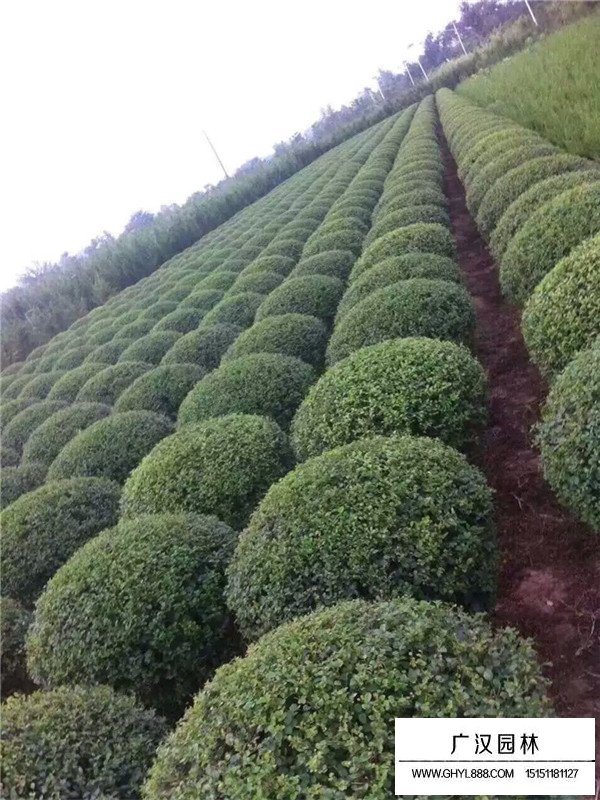 小葉女貞批發(fā)(圖3)