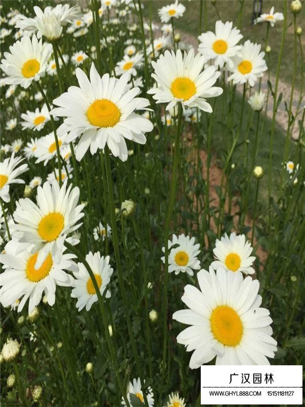 白晶菊的價(jià)格是多少(圖1)
