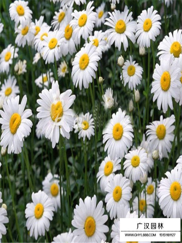 白晶菊的價(jià)格是多少(圖3)