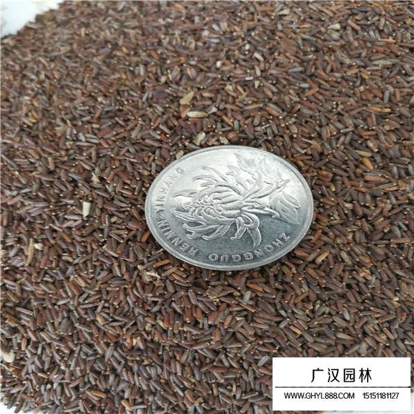 加拿大美女櫻的實(shí)用價值(圖2)