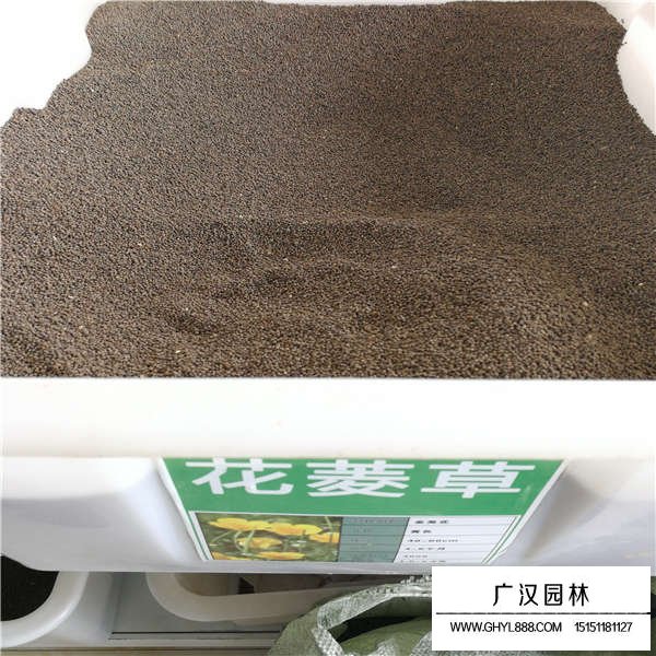 花菱草種子多少錢一斤(圖1)