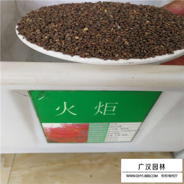 火炬樹有種子嗎(圖1)