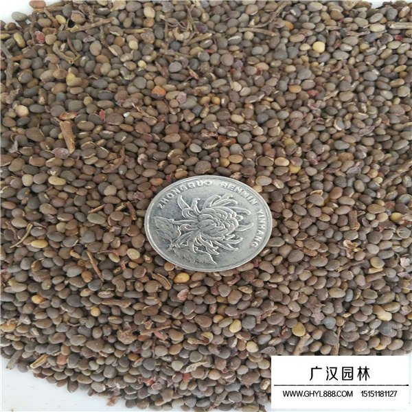 火炬樹有種子嗎(圖2)