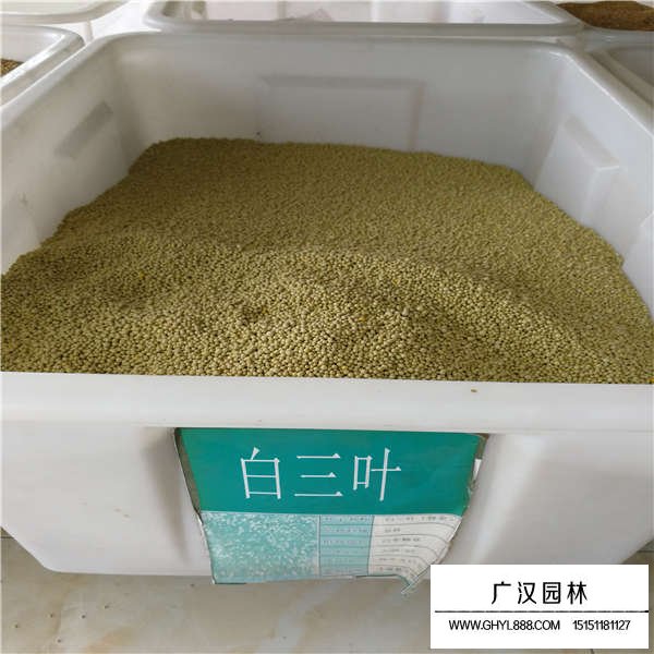 白三葉種子多少錢(qián)一斤(圖1)