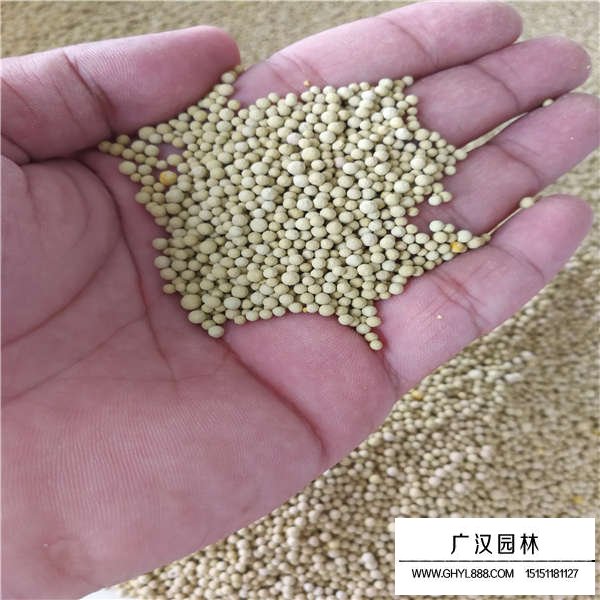 白三葉種子多少錢(qián)一斤(圖2)