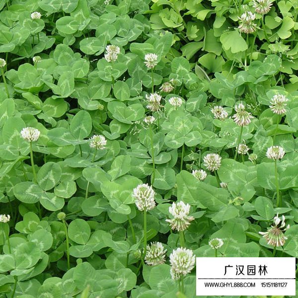 白三葉產(chǎn)地在哪里(圖1)