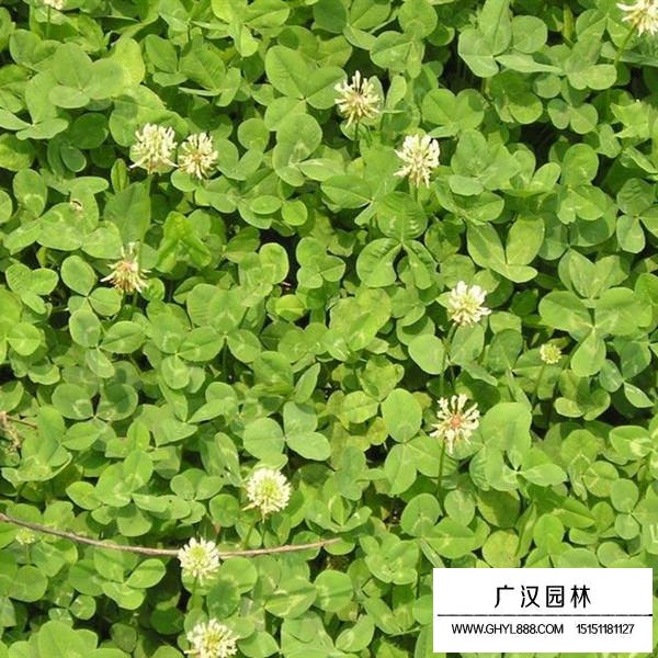 白三葉種子怎么種植(圖1)