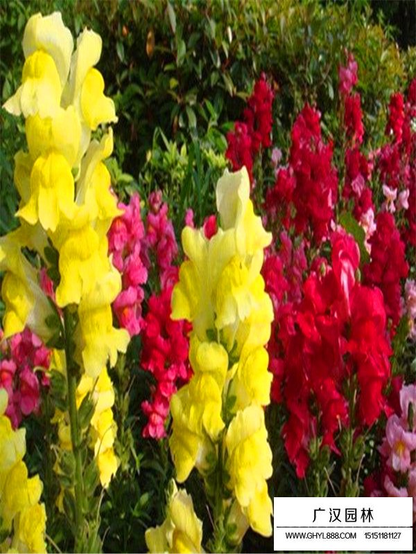 金魚草哪里有賣的(圖2)