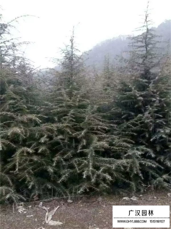 雪松價(jià)格(圖1)