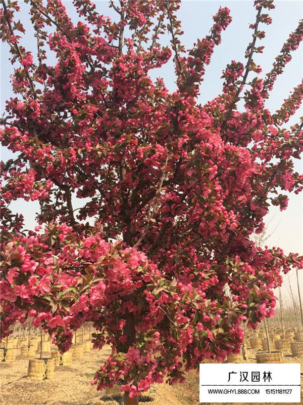 絢麗海棠小苗(圖1)