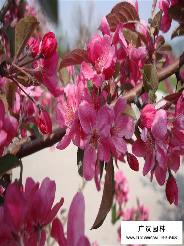 絢麗海棠小苗(圖3)