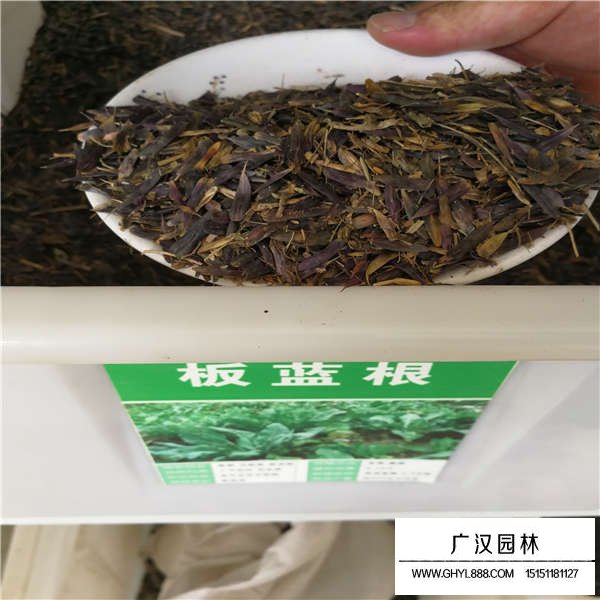 板藍(lán)根種子怎么賣的(圖1)