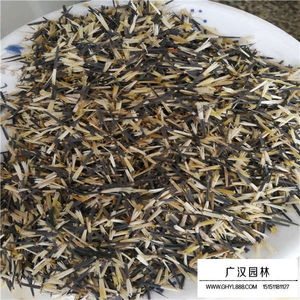 孔雀草種子價(jià)格是多少(圖2)