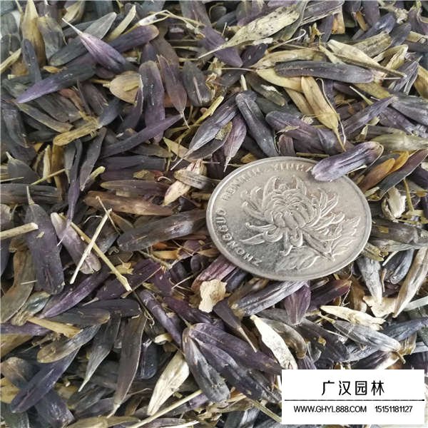 板藍(lán)根種子產(chǎn)地在哪里(圖2)