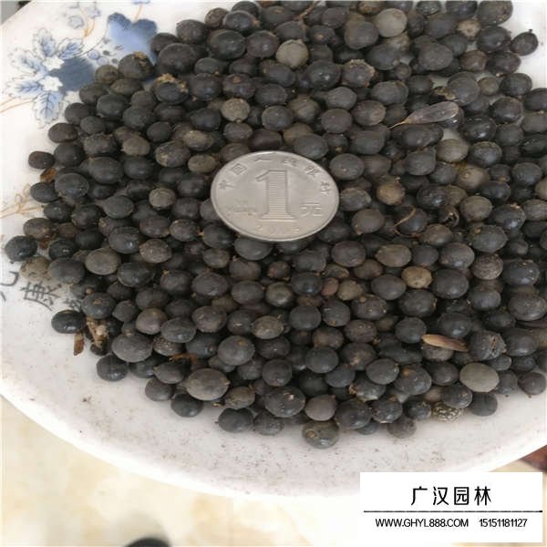 北欒種子怎么種植(圖3)