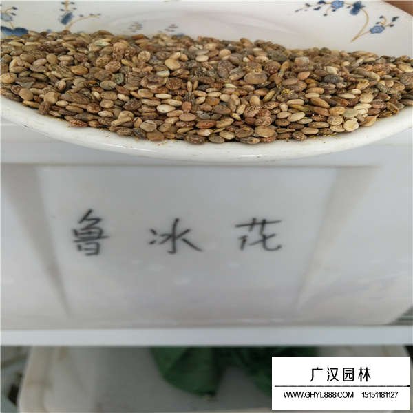 魯冰花種子多少錢一斤(圖1)