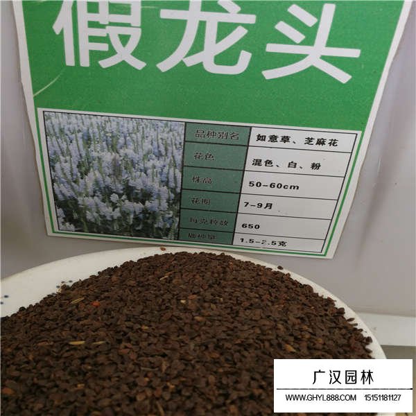 假龍頭種子怎么賣(圖3)