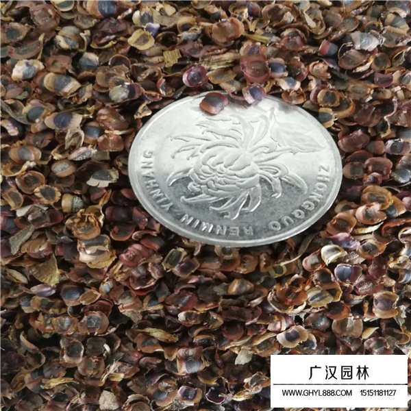 金雞菊種子(圖2)