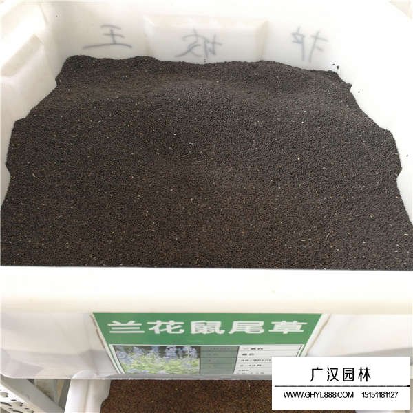 蘭花鼠尾草種子